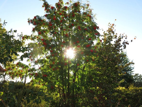27 sep 15 ullungrönn dodong 3