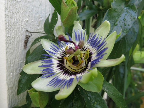 6 sep 15 passionsblomma