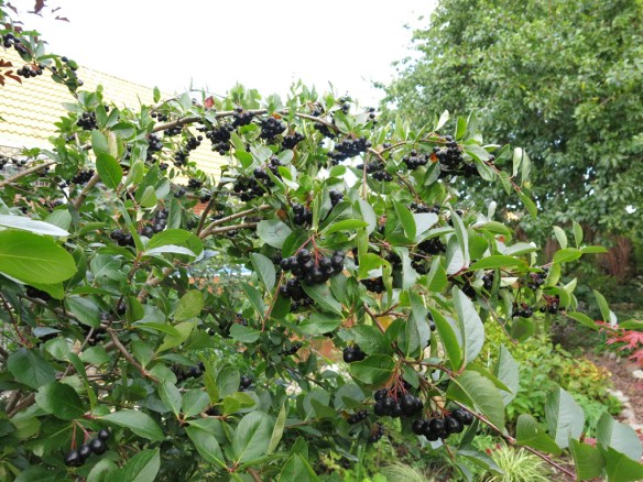 8 sep 15 aronia viking