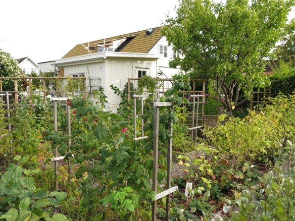 8 sep 15 bärlandet hallon