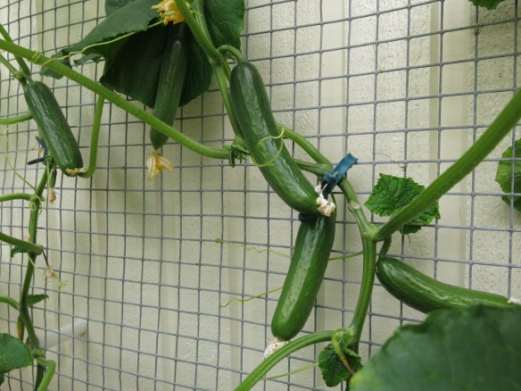 12 juli 15 gurka växthus