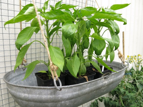 12 juli 15 paprika såbrätte växthus