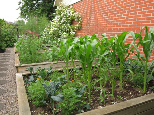 12 juli 15 trädgårdslandet grönsaker