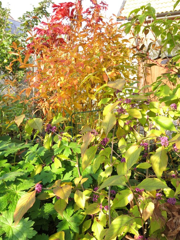 18 okt 15 glasbärsbuske trädhörnet