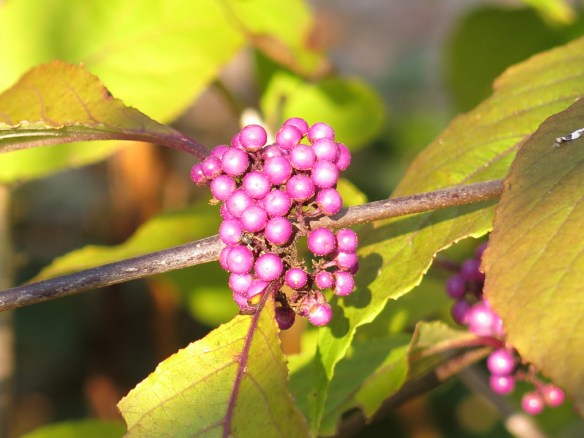 18 okt 15 glasbärsbuske