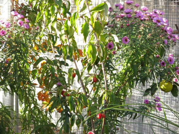 18 okt 15 höstaster körsbärskornell