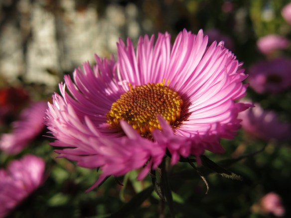 18 okt 15 höstaster