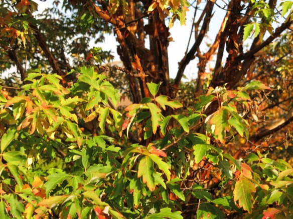 18 okt 15 kopparlönn