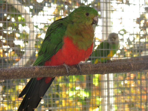 18 okt 15 kungsparakit