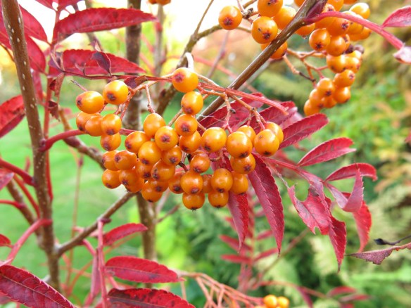 18 okt 15 rönn autumn spire
