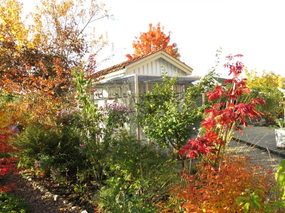 18 okt 15 trädhörnet solfjäderlönn fågelhuset