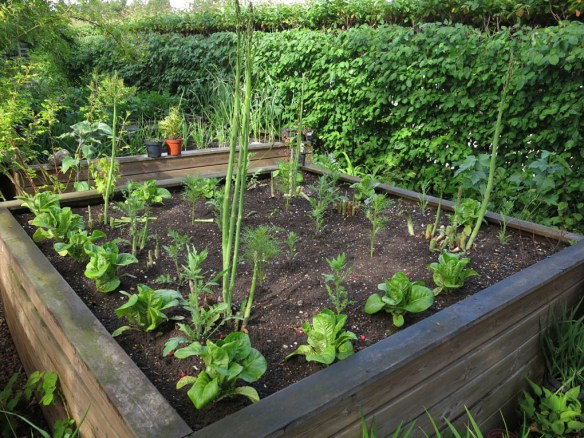 21 juni 15 sparrisland sallad