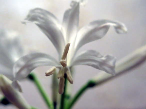 22 okt 15 nerine bowdenii alba 2