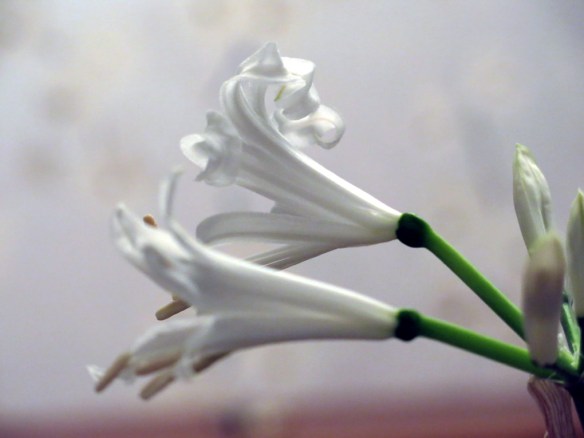 22 okt 15 nerine bowdenii alba 5