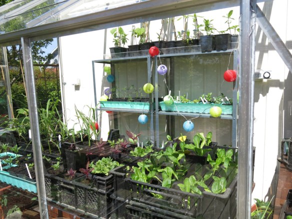 24 maj 15 växthus frösådder