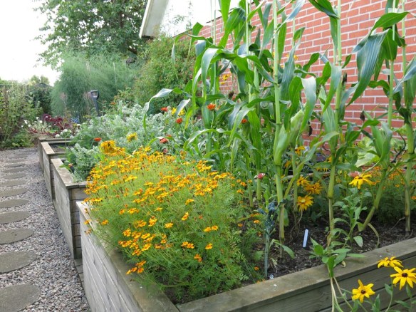 sep 15 trädgårdslandet majs tagetes svartkål