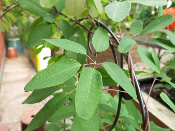 15 aug 15 fembladig akebia 2