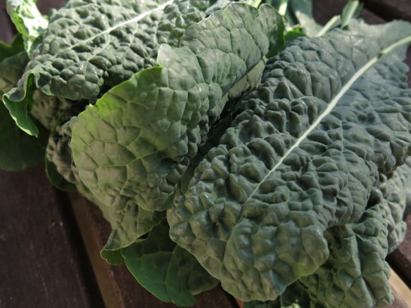 15 juli 15 svartkål 3