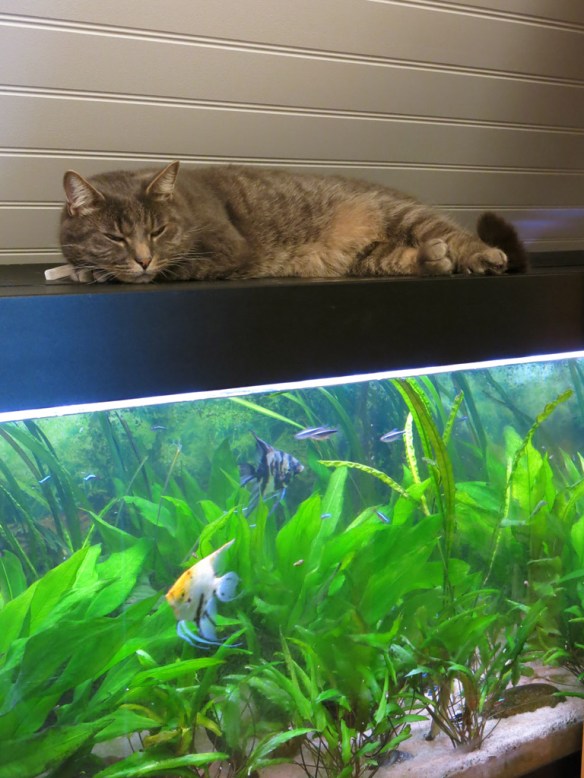 22 nov 15 katt på akvarium