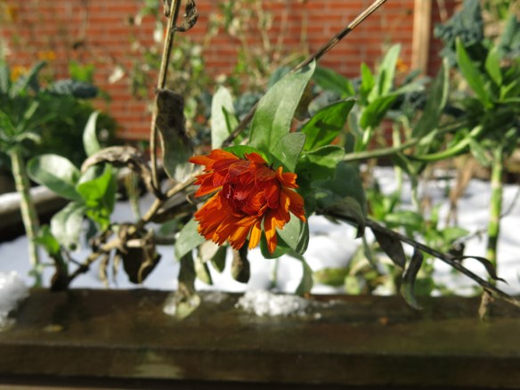 22 nov 15 ringblomma snö