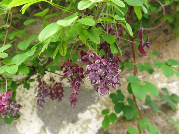 31 maj 15 fembladig akebia