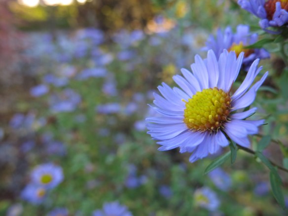 8 nov 15 höstaster october skies
