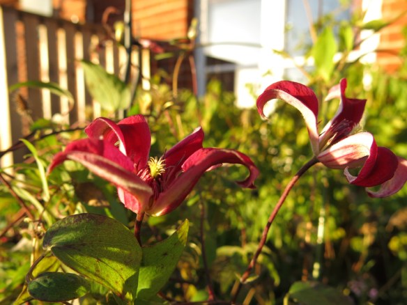 8 nov 15 klematis gravetye beauty