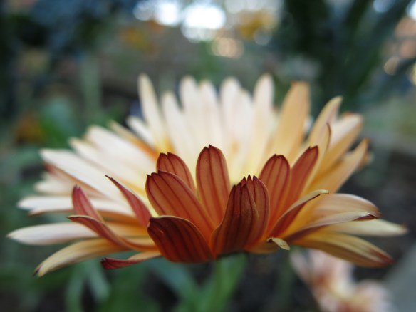 8 nov 15 ringblomma 2