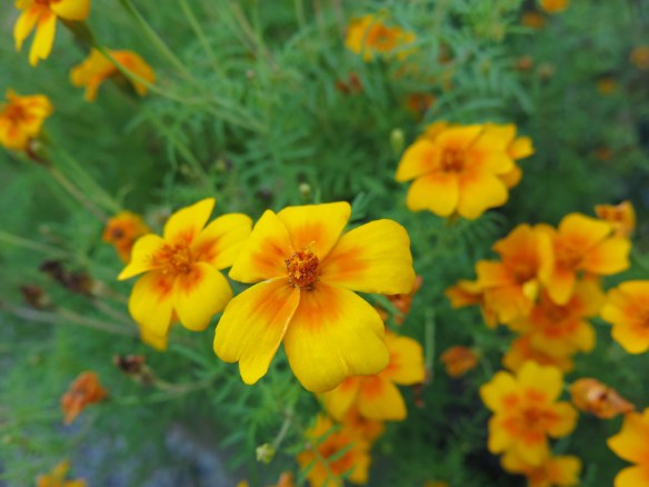 8 sep 15 kryddtagetes