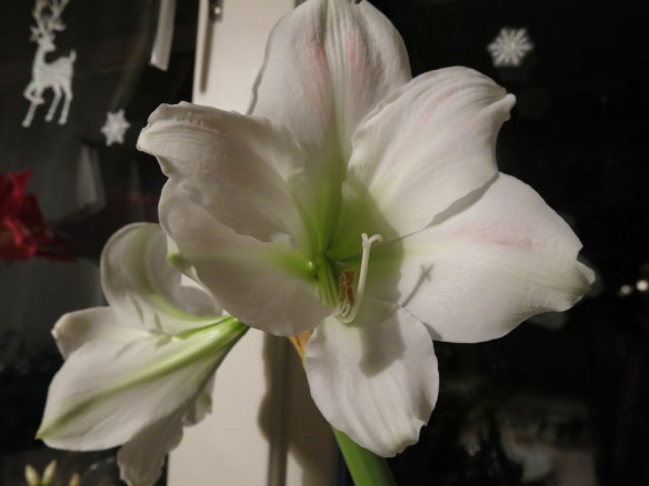 11 dec 15 amarylis Intokazi