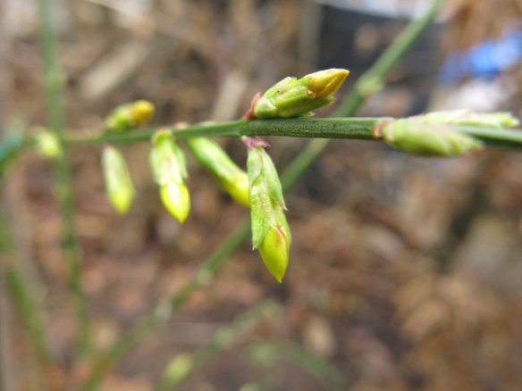 20 dec 15 vinterjasmin