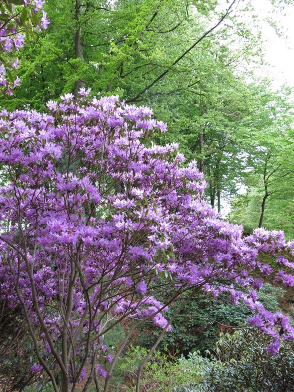 17 maj 15 Sofiero 12