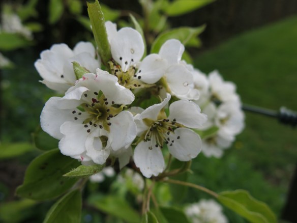 17 maj 15 Sofiero 32