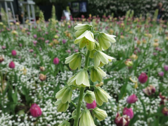 17 maj 15 Sofiero 35