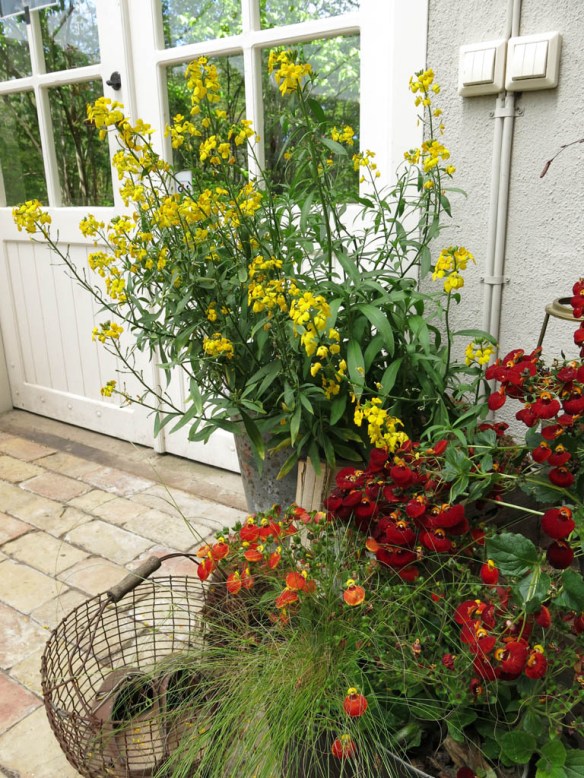 17 maj 15 Vår i kruka 11