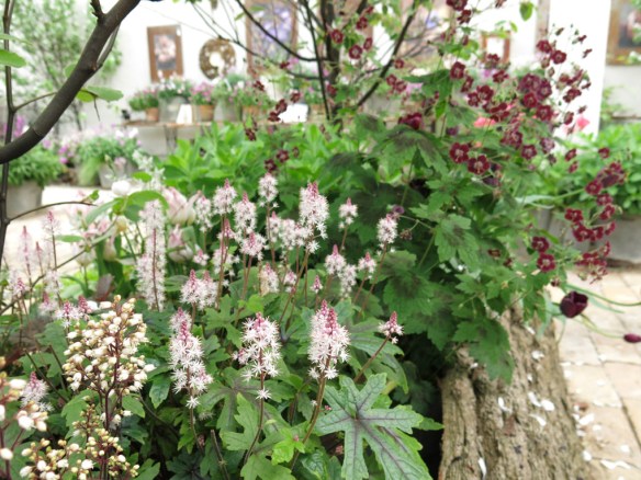 17 maj 15 Vår i kruka 9