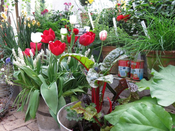 17 maj 15 Vår i kruka 4