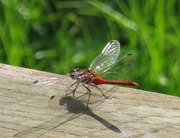 22 aug 15 Mandelmanns 6