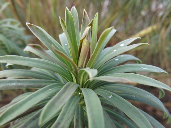 31 jan 16 daggtörel