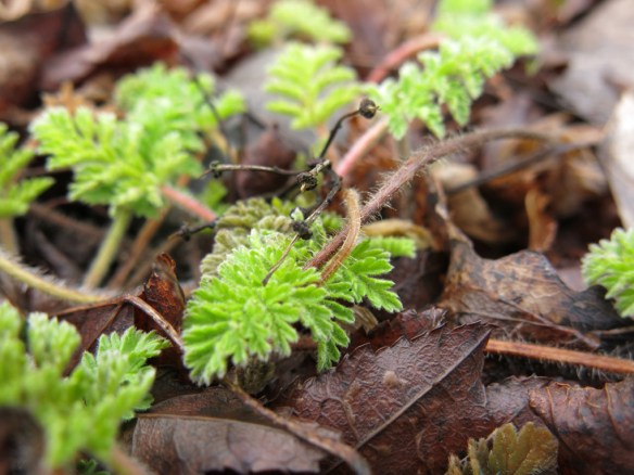 31 jan 16 erodium cezembre