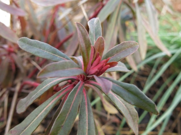 31 jan 16 mandeltörel