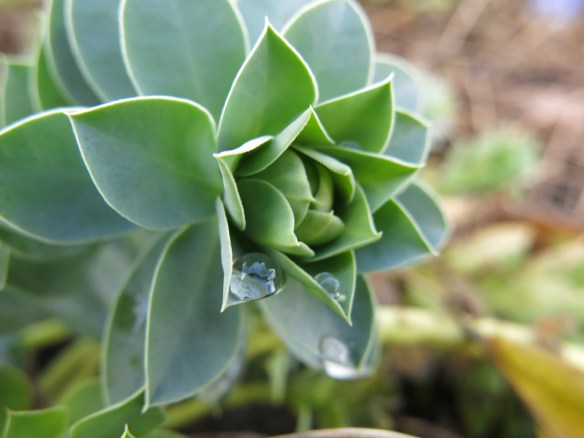 31 jan 16 myrtentörel