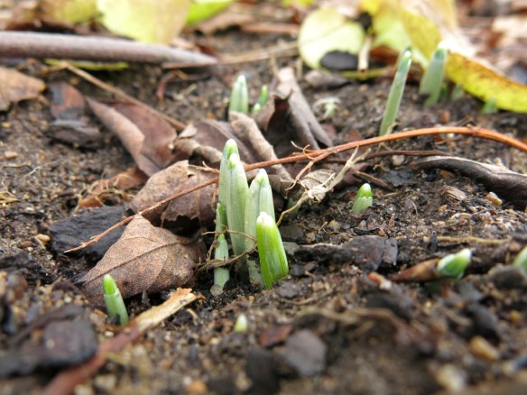 31 jan 16 snödroppar