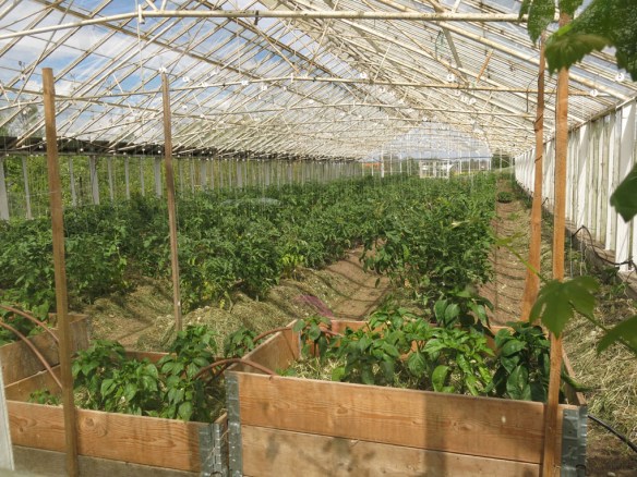 31 maj 15 Mandelmanns 17