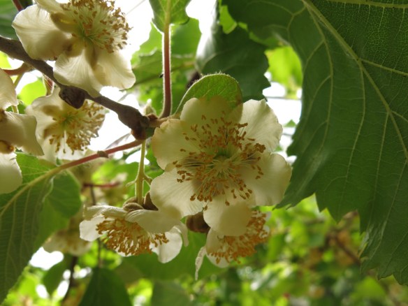 31 maj 15 Mandelmanns 3