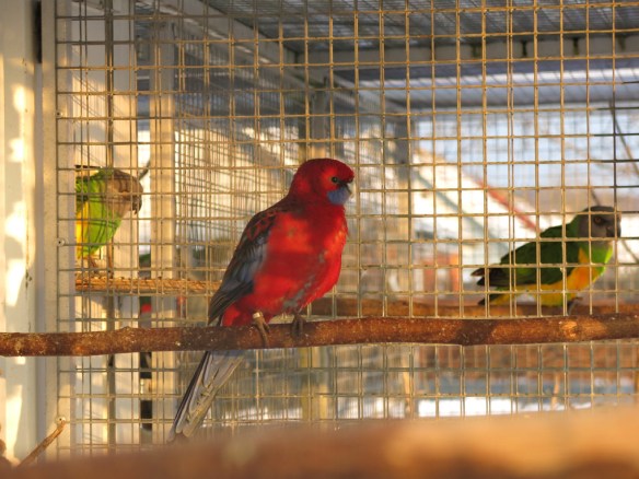 13 feb 16 fåglar pennant rosella 1