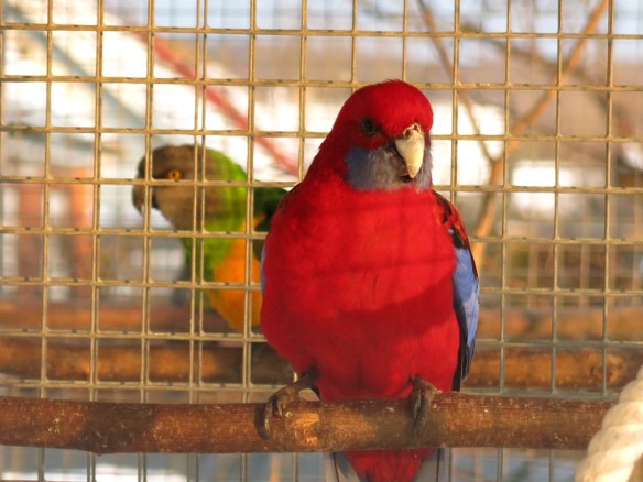 13 feb 16 fåglar pennant rosella 2