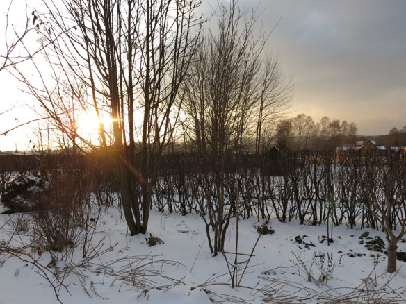 13 feb 16 trädhörnet dodong snö