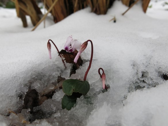 14 feb 16 cyklamen i snö