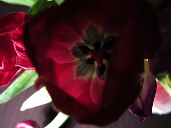 17 feb 16 vissen tulpan 3